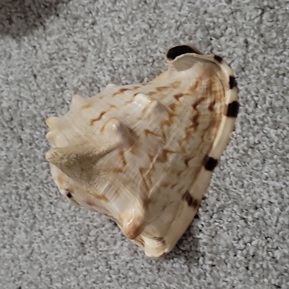 Queen Conch shell